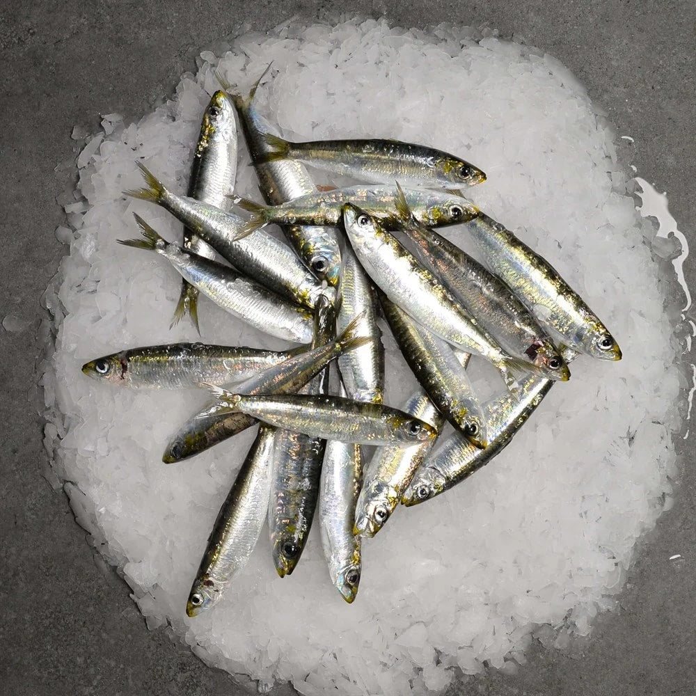Sardalya Taze 1Kg